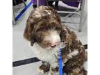Aussiedoodle Puppy for sale in La Plata, NM, USA