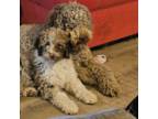 Aussiedoodle Puppy for sale in La Plata, NM, USA