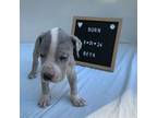 Great Dane Puppy for sale in Aripeka, FL, USA