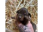 Doberman Pinscher Puppy for sale in Atoka, OK, USA