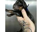 Doberman Pinscher Puppy for sale in Atoka, OK, USA