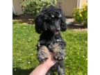 Poodle (Toy) Puppy for sale in Seaside, CA, USA