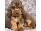 Bloodhound Puppy for sale in Riceville, IA, USA