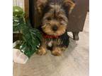 Yorkshire Terrier Puppy for sale in California, MO, USA