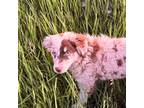 Miniature Australian Shepherd Puppy for sale in Pine City, MN, USA