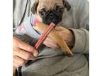 Pug Puppy for sale in Columbia, MO, USA