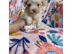 Yorkshire Terrier Puppy for sale in Miami, FL, USA