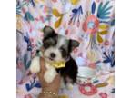 Yorkshire Terrier Puppy for sale in Miami, FL, USA