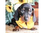 Dachshund Puppy for sale in Paris, TX, USA