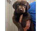 Labrador Retriever Puppy for sale in Mayo, FL, USA