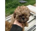 Shih-Poo Puppy for sale in Wisconsin Dells, WI, USA