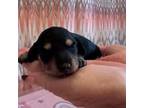 Dachshund Puppy for sale in Dunnellon, FL, USA