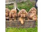 Bloodhound Puppy for sale in Riceville, IA, USA