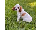 Cavalier King Charles Spaniel Puppy for sale in Middlebury, IN, USA