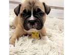 French Bulldog Puppy for sale in Tullahoma, TN, USA