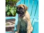 English Mastiff - Yellow