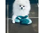 Pomeranian Puppy for sale in Edison, NJ, USA