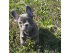 French Bulldog Puppy for sale in Wichita, KS, USA