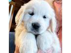 Golden Retriever Puppy for sale in Hayden, AL, USA