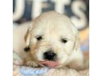 Golden Retriever Puppy for sale in Hayden, AL, USA