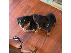 Rottweiler Puppy for sale in Priest River, ID, USA