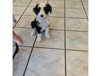 Mutt Puppy for sale in Farley, IA, USA
