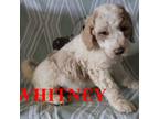 Mutt Puppy for sale in Jasper, AR, USA