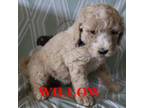Mutt Puppy for sale in Jasper, AR, USA