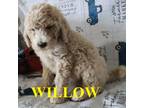 Willow