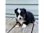 Miniature Australian Shepherd Puppy for sale in Troy, SC, USA