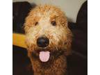 Goldendoodle Puppy for sale in Douglasville, GA, USA
