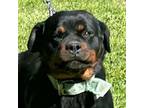 Rottweiler Puppy for sale in Cabool, MO, USA