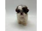 Shih Tzu Puppy for sale in Forney, TX, USA