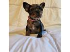 French Bulldog Puppy for sale in Saint Stephen, SC, USA