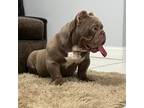 American bully micro