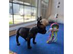 French Bulldog Puppy for sale in Sturgis, MI, USA