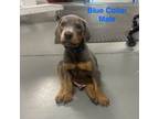 Doberman Pinscher Puppy for sale in Columbia, SC, USA