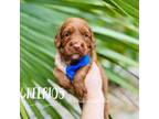 Goldendoodle Puppy for sale in Naples, FL, USA