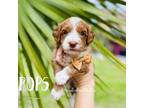 Goldendoodle Puppy for sale in Naples, FL, USA