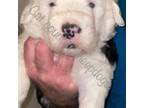 Old English Sheepdog Puppy for sale in Harrodsburg, KY, USA