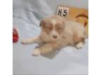 Australian Shepherd Puppy for sale in Julesburg, CO, USA