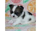 Chihuahua Puppy for sale in Lawton, OK, USA