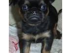 Brussels Griffon Puppy for sale in East Peoria, IL, USA