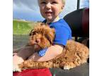 Mutt Puppy for sale in Bruce, SD, USA