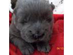 Chow Chow Puppy for sale in Middleburg, FL, USA