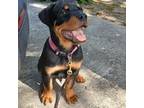 Rottweiler Puppy for sale in Greenacres, FL, USA