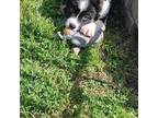 Bernese Mountain Dog Puppy for sale in Columbia, MD, USA