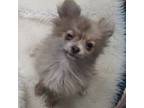 Pomeranian Puppy for sale in Bolivar, MO, USA