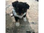 Miniature Australian Shepherd Puppy for sale in Coatesville, PA, USA