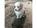 Miniature Australian Shepherd Puppy for sale in Coatesville, PA, USA